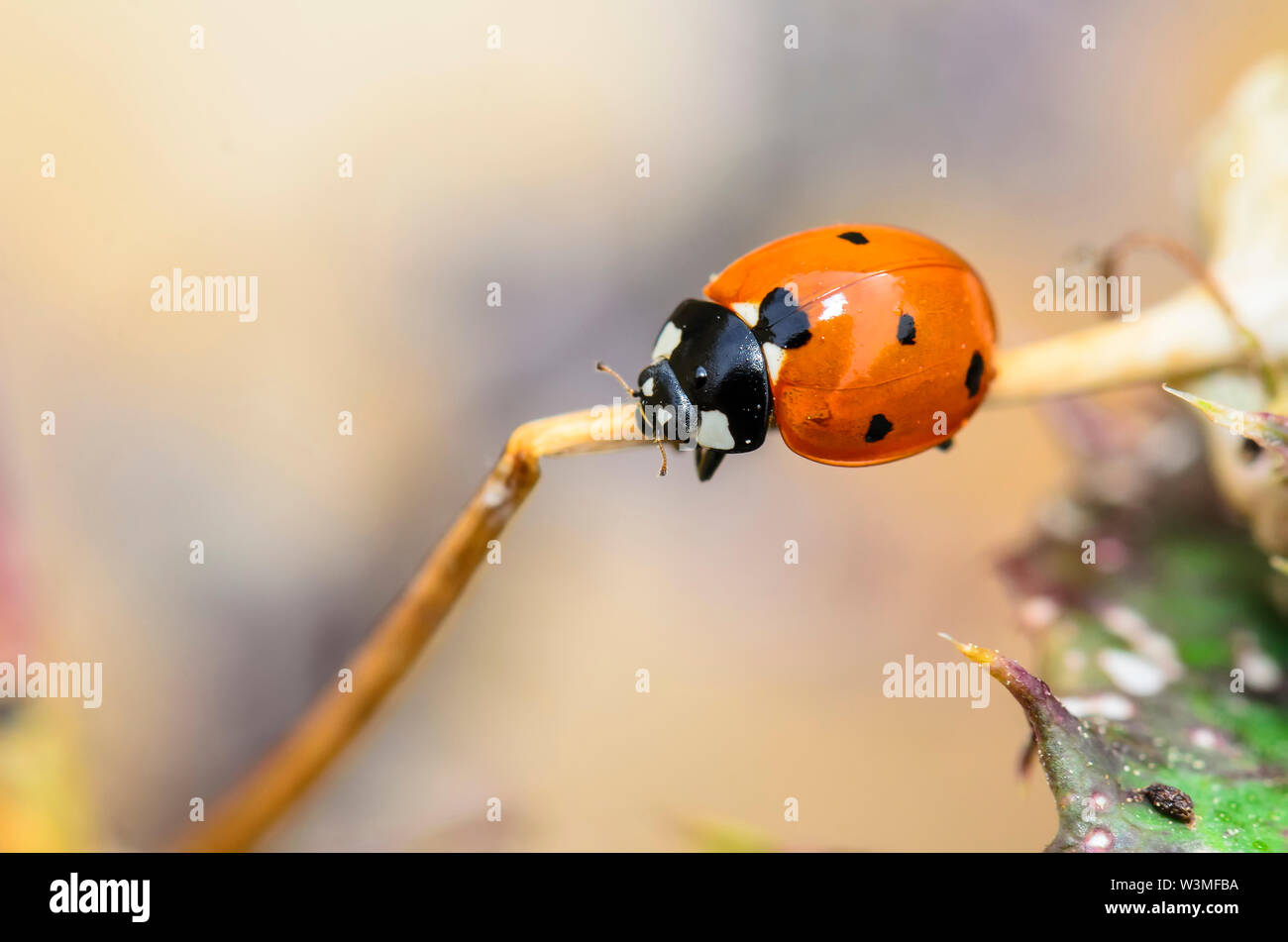 Die allgemein als coccinellidae Marienkäfer, Marienkäfer, oder Käfer Käfer, oder Lady beetle bekannt Stockfoto