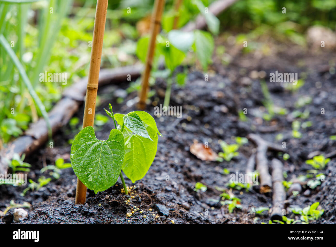 Home gewachsen Gartenbohne mit Bambus Unterstützung Stockfoto