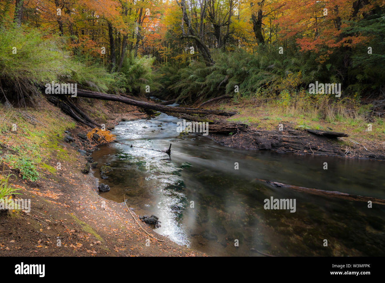 Erstaunlich Herbst Blatt Farbe Blick auf Conguillio Nationalpark Wald. Eine tolle Darstellung der Farben des Herbstes Texturen auf ein beeindruckender Landschaft Stockfoto