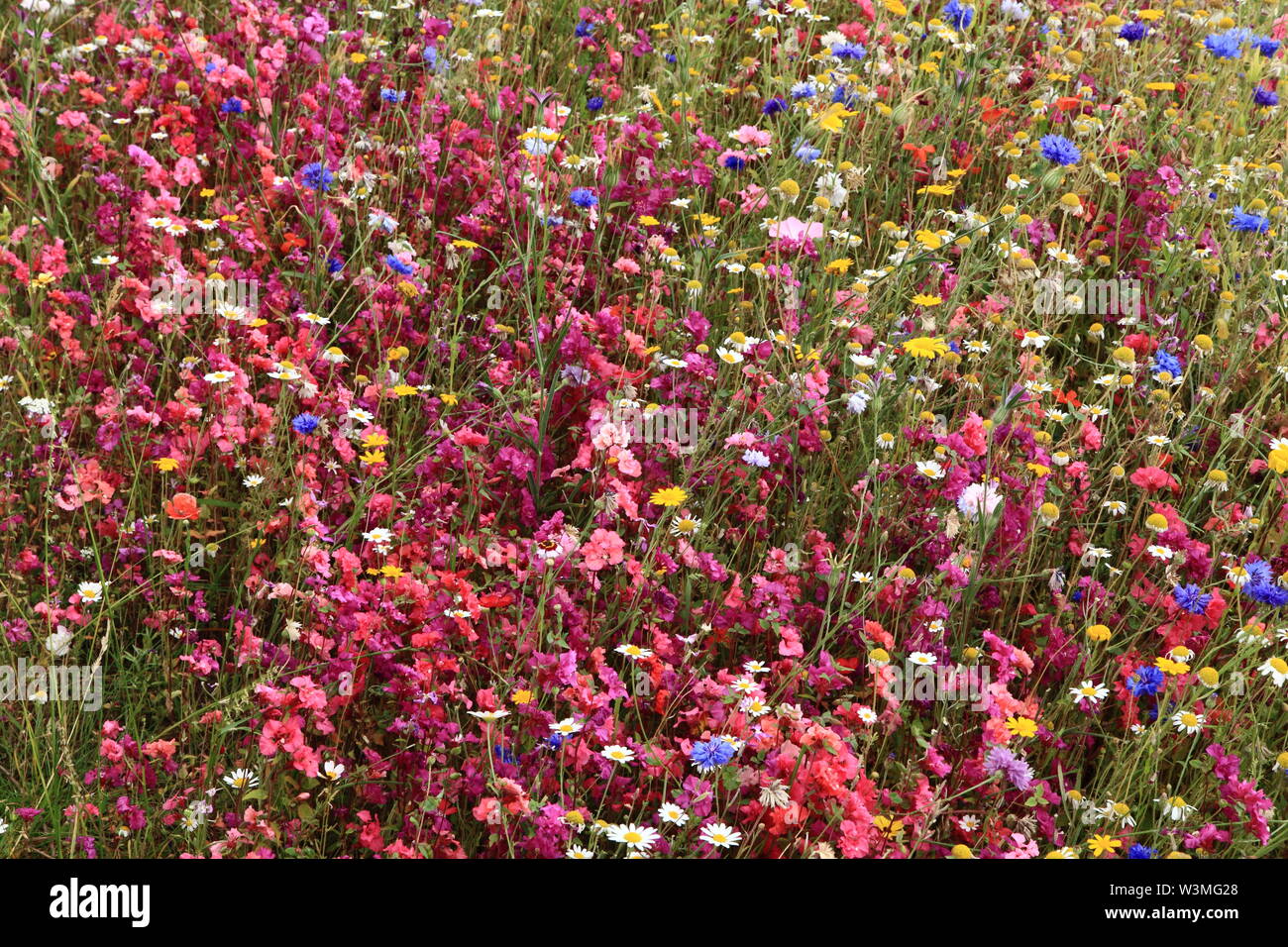 Am Straßenrand, wild wachsende Blumen, Grenze, Hunstanton in voller Blüte, Norfolk, England Stockfoto