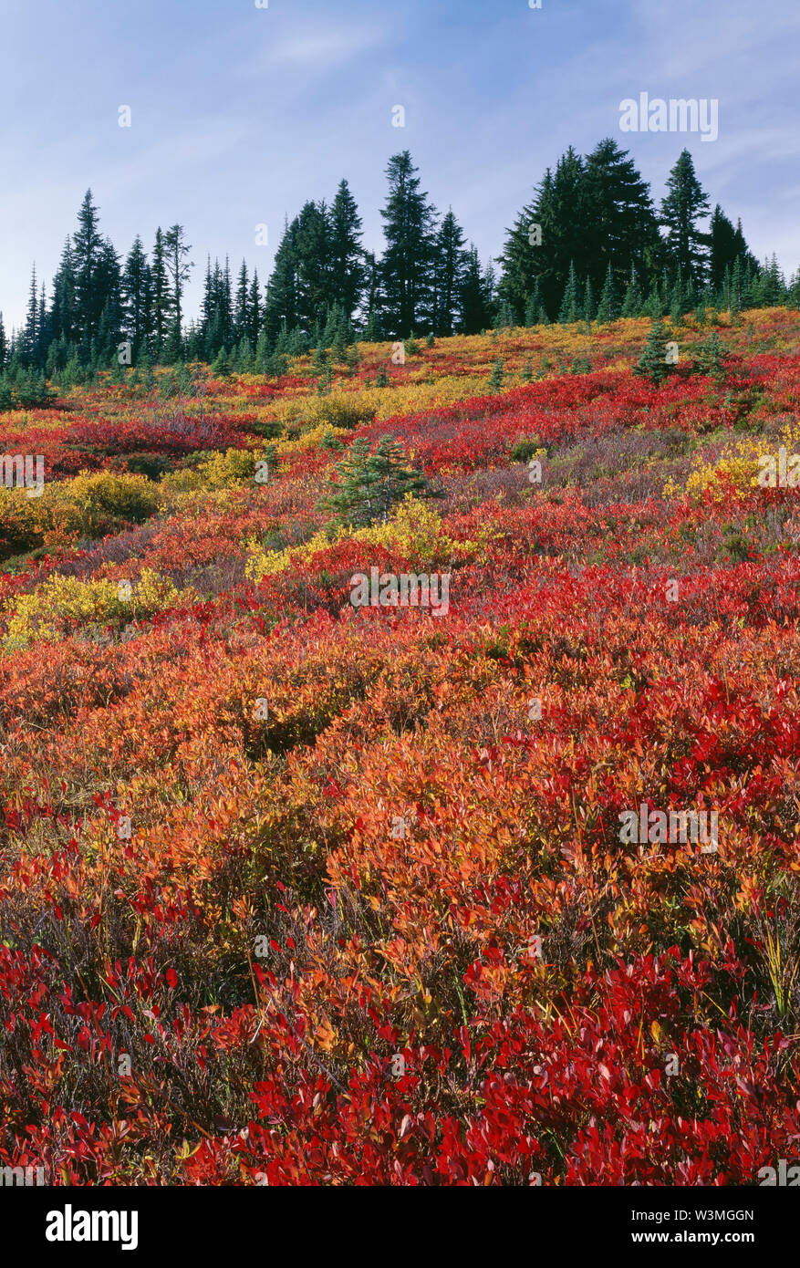 USA, Washington, Mt. Rainier National Park, Heidelbeere und Heidelbeere mit lebendigen Herbst Farbe und fernen immergrüne Bäume, ein Paradies. Stockfoto