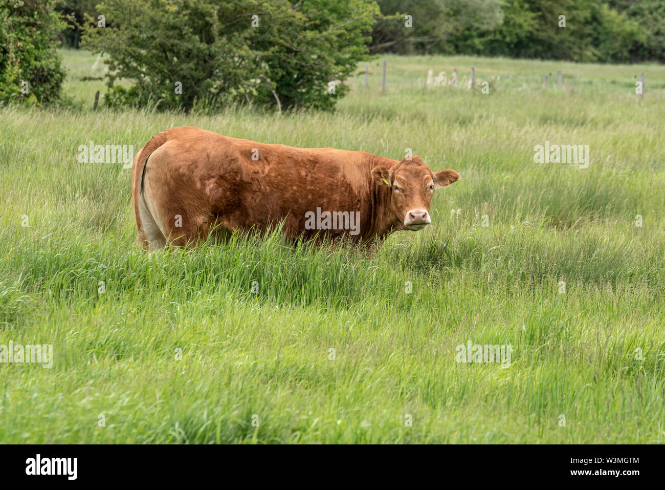 Red Angus Kuh in einem Feld. Red Angus Rinder. Stockfoto