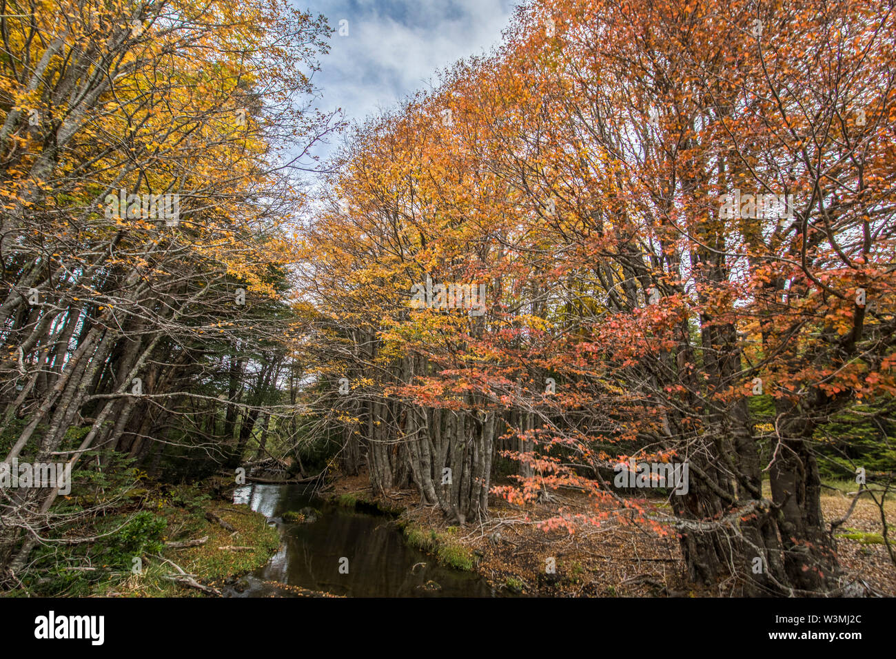 Erstaunlich Herbst Blatt Farbe Blick auf Conguillio Nationalpark Wald. Eine tolle Darstellung der Farben des Herbstes Texturen auf ein beeindruckender Landschaft Stockfoto