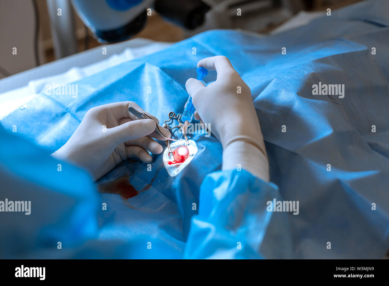 Pet-Augenarzt Chirurg tun schwierige Operation auf verletzte Hund Auge. Stockfoto