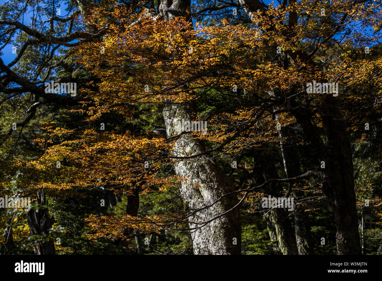 Erstaunlich Herbst Blatt Farbe Blick auf Conguillio Nationalpark Wald. Eine tolle Darstellung der Farben des Herbstes Texturen auf ein beeindruckender Landschaft Stockfoto