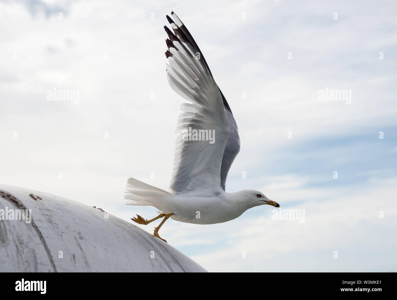 Möwe mit Flügel erweitert Start in den Flug von runde Oberfläche gegen bewölkten Himmel. Stockfoto