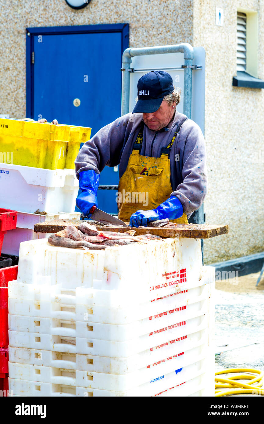 Fischer schneiden Fisch im Hafen von Newquay, Cornwall, Großbritannien Stockfoto