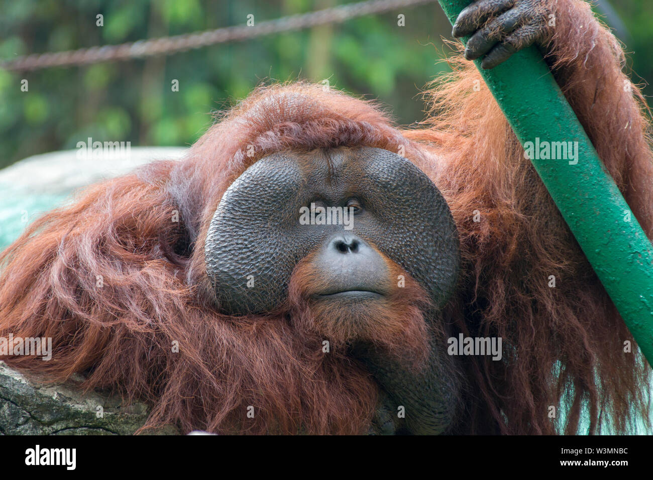 Eine durchdachte Bornesischen Orang-utan closeup Bild. Es ist eine Art von Orang-utan native auf der Insel Borneo. Stockfoto