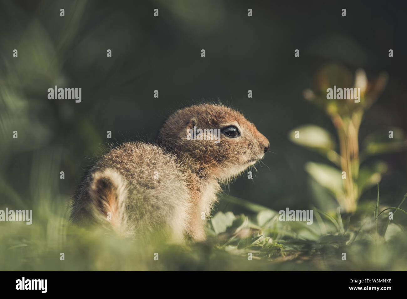 Eine arktische Erdhörnchen Baby (Uroticellus parryii) sitzt im goldenen Licht des Sonnenuntergangs. Yukon Territory, Kanada Stockfoto