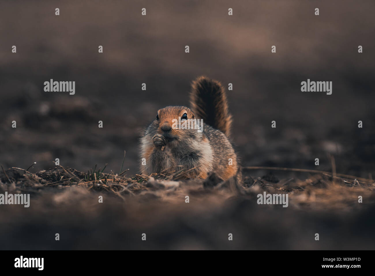 Eine arktische Erdhörnchen Urocitellus parryii) frisst Gras aber sieht aus wie es wäre, eine Zigarre rauchen. Yukon Territory, Kanada Stockfoto