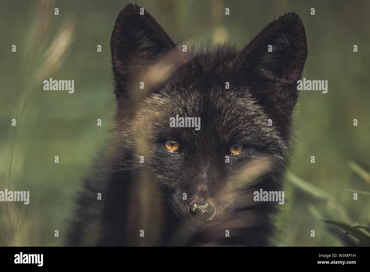 Einen schwarzen Red fox Baby (Vulpus vulpus). Yukon Territory, Kanada Stockfoto