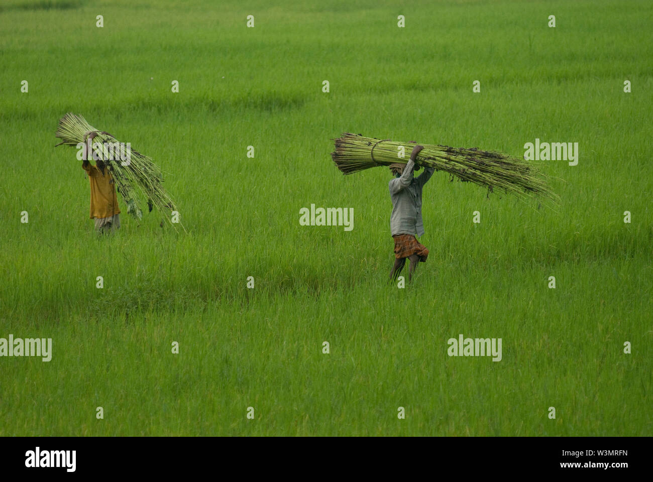 Landwirte, die Bundles aus Jute Pflanzen auf den Kopf stellen. Singair, Manikganj, Bangladesch. 31. Juli 2009. Jute, auch als die goldene Faser von Bangladesch bekannt, spielt eine wichtige Rolle in der Volkswirtschaft. Achtzig Prozent der hochwertige Jute der Welt wächst in Bangladesch. Jute ist, Tuch, Schal, Seile, Teppich-unterstützung Tuch, Sackleinen, Taschen und viele andere nützliche Dinge. Jutesäcken sind sehr gut geeignet für die Verpackung von Lebensmitteln Körner. Stockfoto
