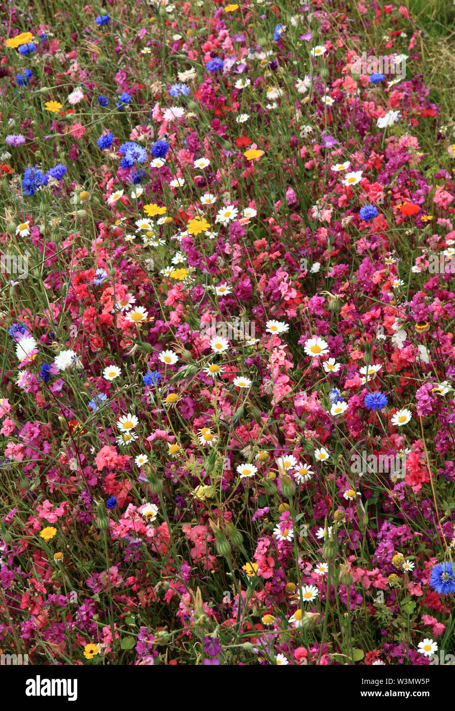 Wilde Blumen, Garten, Pflanzen, Blumen, Kornblumen, Gänseblümchen, Wildblumen, bunt, Rand, Masse Pflanzen Stockfoto