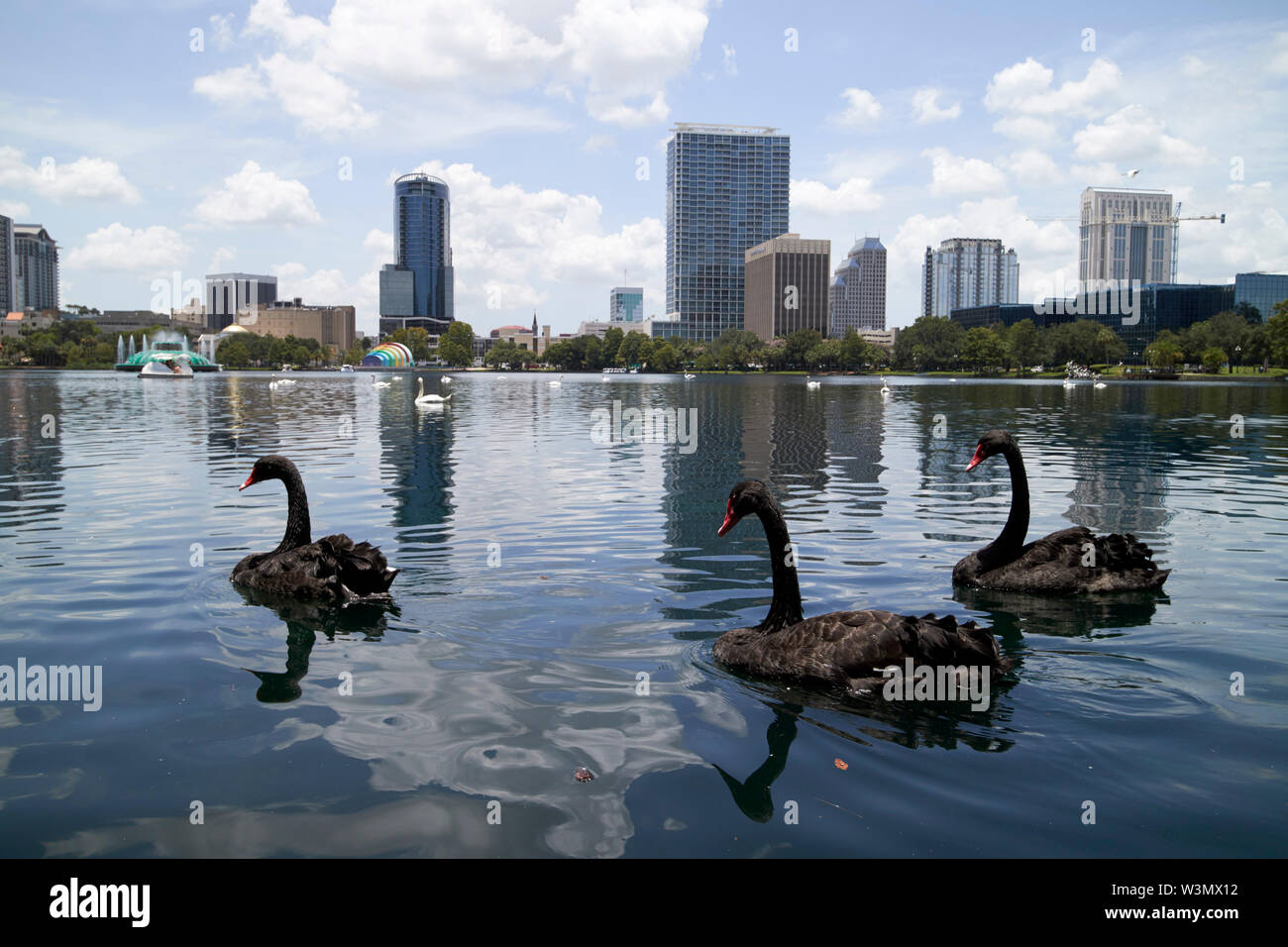 Schwarze Schwäne auf dem See Eola park Orlando Florida USA Stockfoto