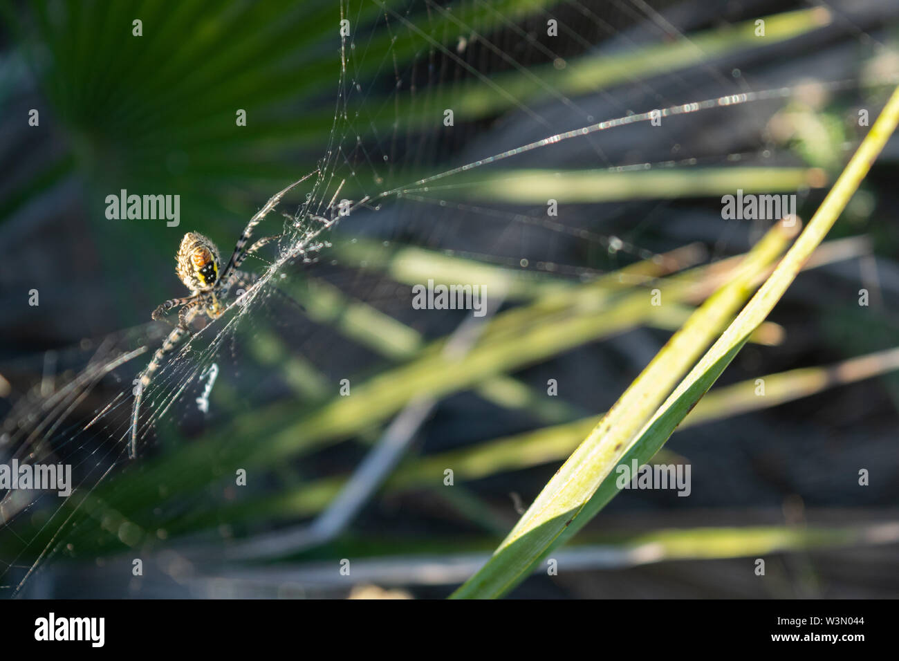 La araña Tigre abunda por los Montes y Campos de Cartagena. Stockfoto