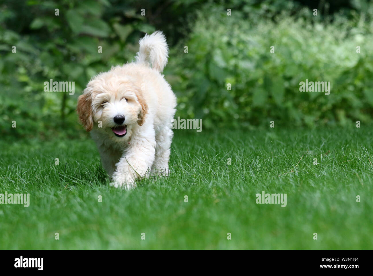 Eine junge mini Golden Doodle Welpen gehen auf einem Rasen im Sommer Stockfoto