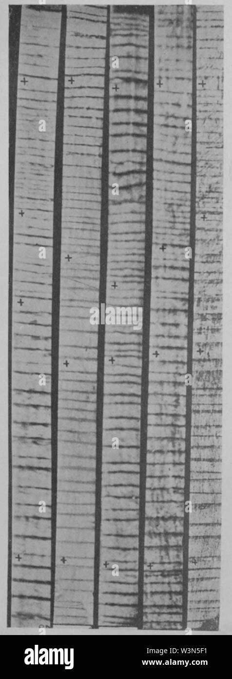 Klimatischen Zyklen und Tree-Growth Platte 2. Stockfoto