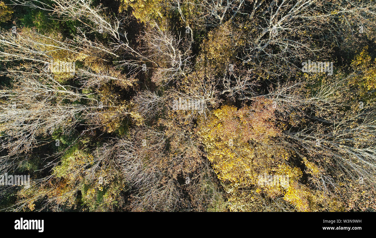 Herbst Farbe, Manuka, Schlucht, Otago, Südinsel, Neuseeland - drone Antenne Stockfoto