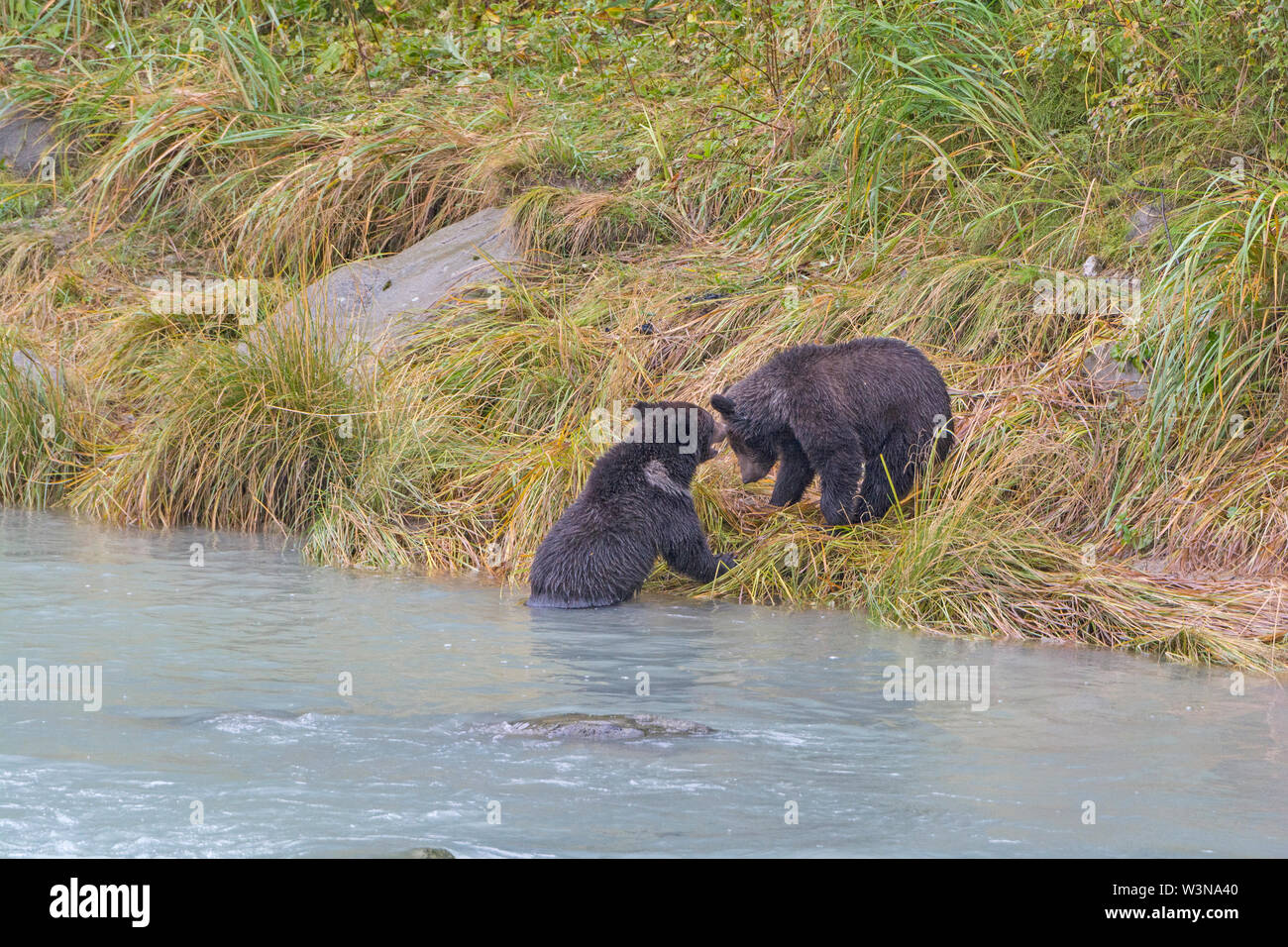 Grizzly Bear Cubs spielen am Ufer des Chilkoot Fluss in Haines, Alaska Stockfoto