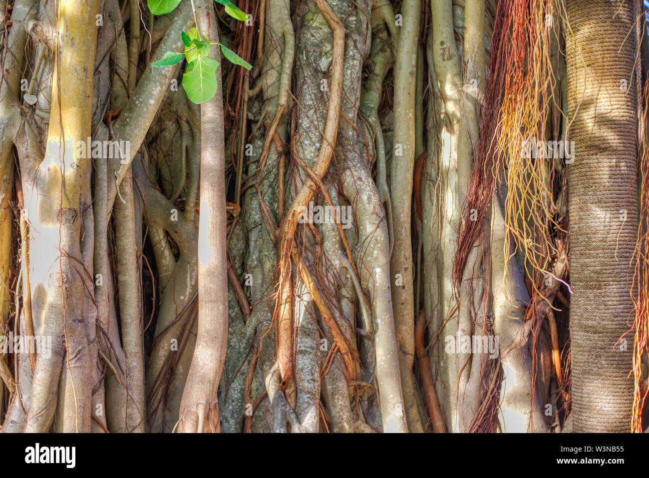 Dieses einzigartige Foto zeigt einen alten Baum Stamm eines riesigen alten Baum. Sie können auch die Lianen. Dieses Bild wurde auf den Malediven genommen Stockfoto