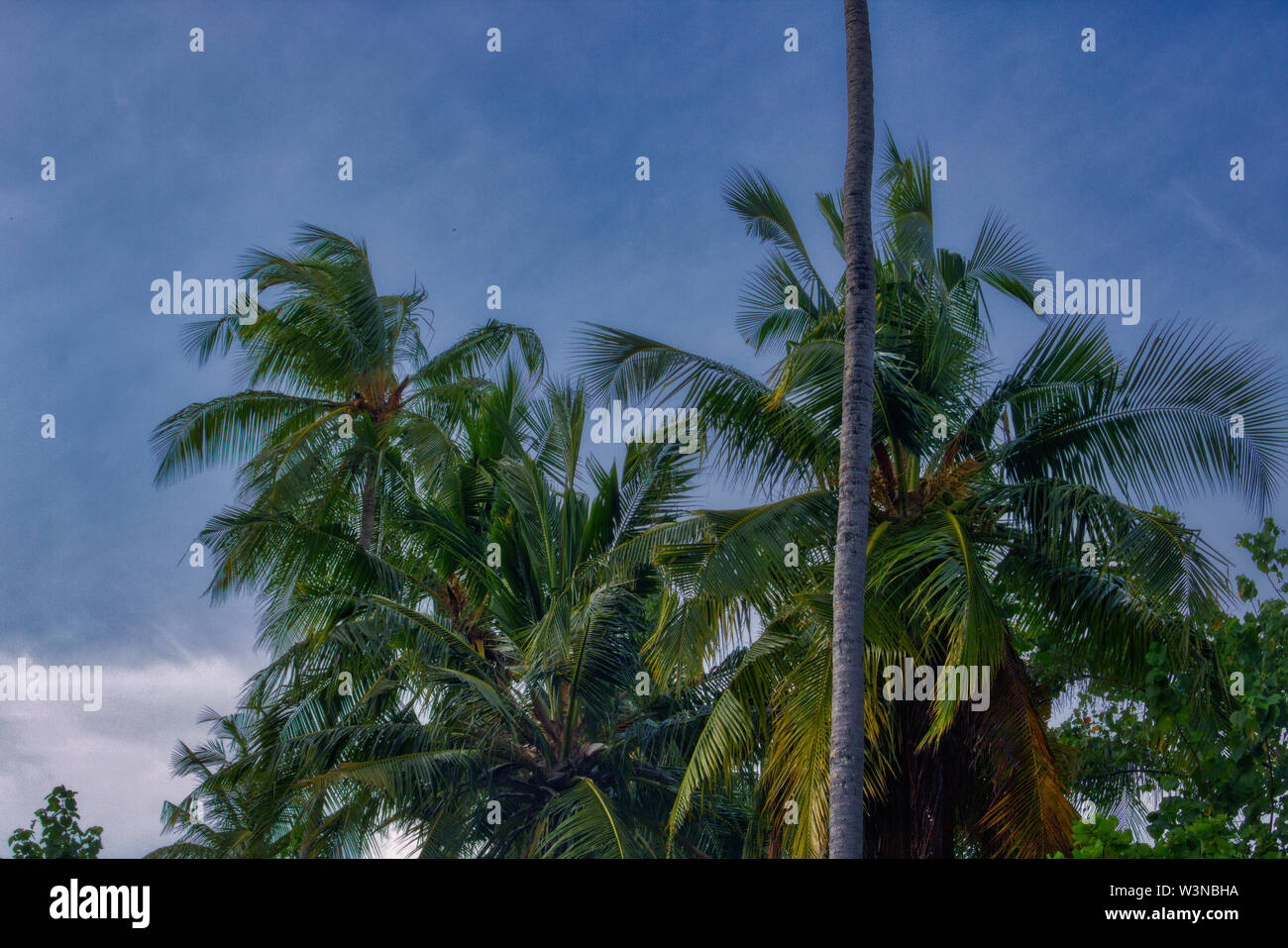Dieses einzigartige Foto zeigt eine kokospalme fotografiert von unten nach oben. Dieses Bild wurde in den Malediven genommen Stockfoto