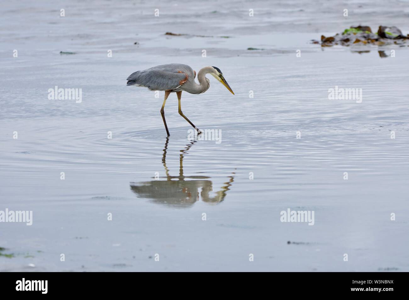 Heron steht in einem flachen tide pool auf der Suche nach Fisch zu essen, der Witzigen Lagune, Vancouver Island, British Columbia. Stockfoto