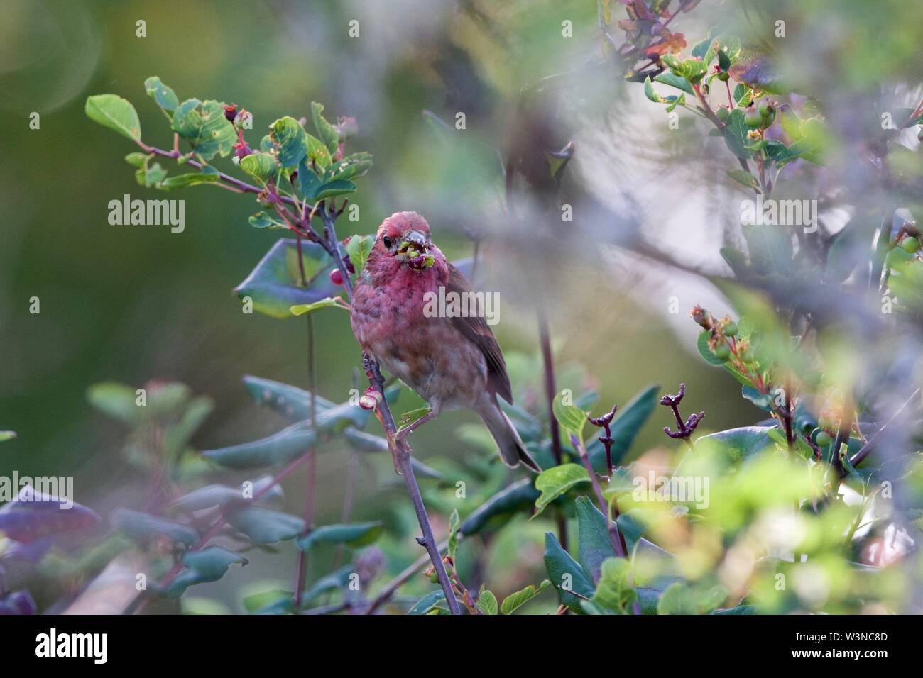 Purple finch Feeds auf kleinen Baum Früchte in der wilden, Southern Vancouver Island, British Columbia. Stockfoto