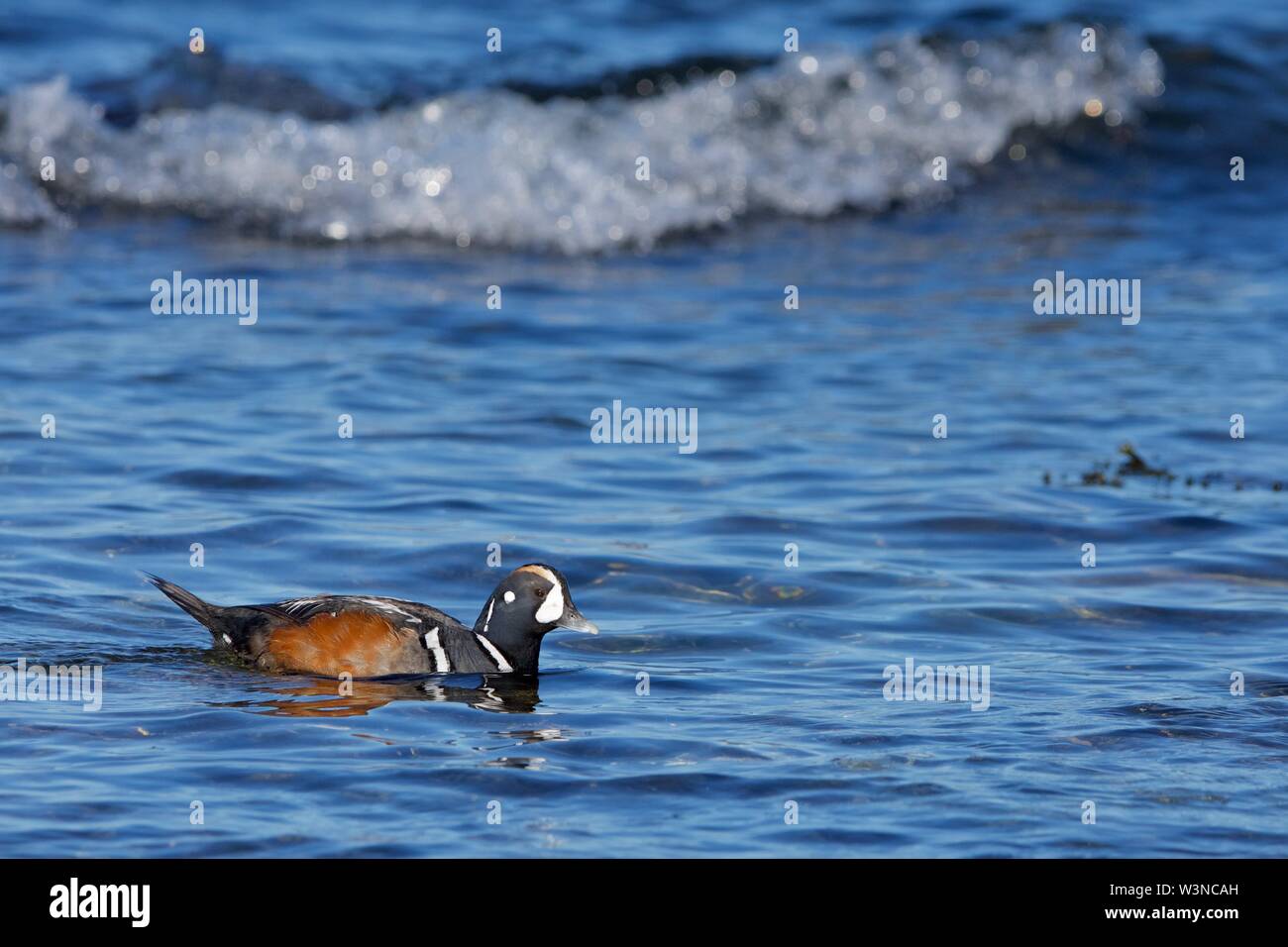Bunte männlichen Harlekin Ente schwimmt auf Untiefen nahe der Küste, Southern Vancouver Island, British Columbia. Stockfoto