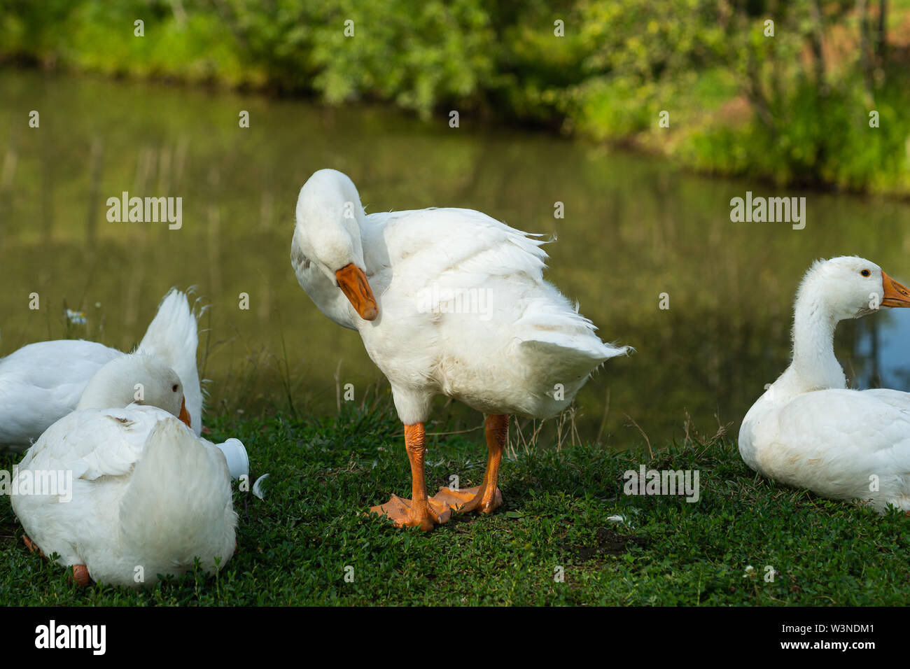Poltriges wachstum Fotos und Bildmaterial in hoher Auflösung Alamy