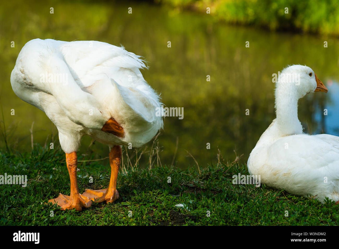 Poltriges wachstum Fotos und Bildmaterial in hoher Auflösung Alamy
