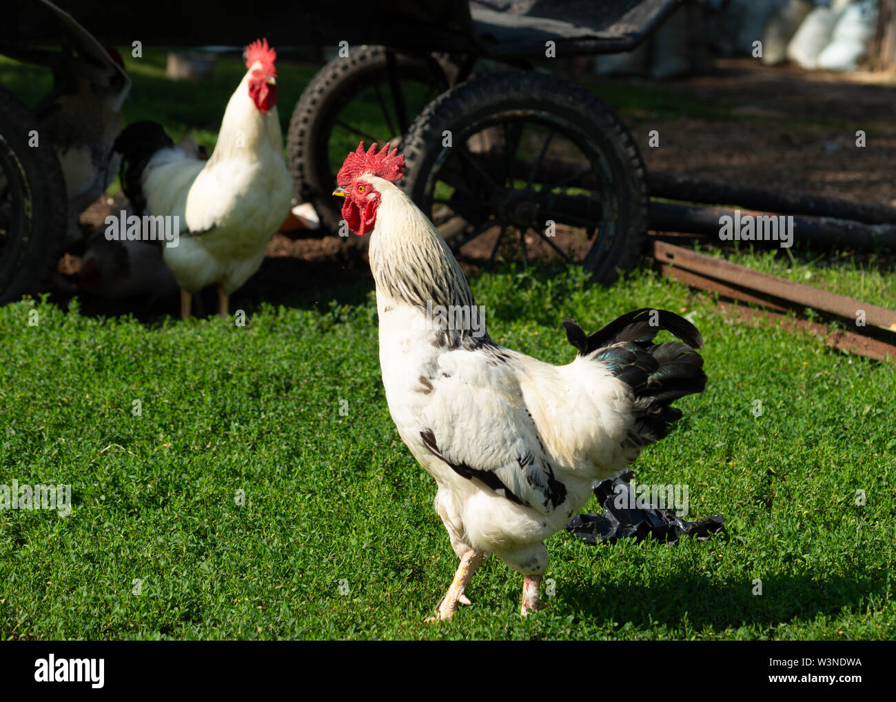 Hähne und Hühner auf dem grünen Rasen der Hof an einem sonnigen Sommertag. Bauernhof Szene Stockfoto