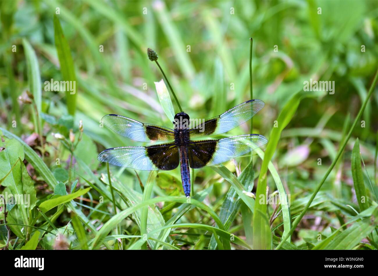 Unter der warmen Sommersonne, eine Libelle ruht es Flügel. Stockfoto