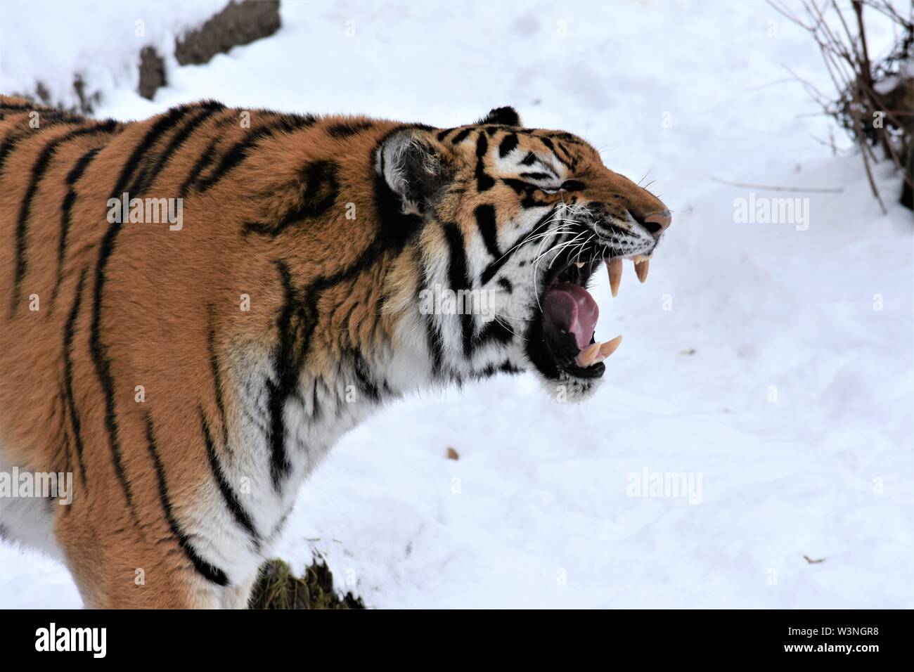 Eine sibirische Tiger brüllt zurück in die Kälte des Winters. Stockfoto