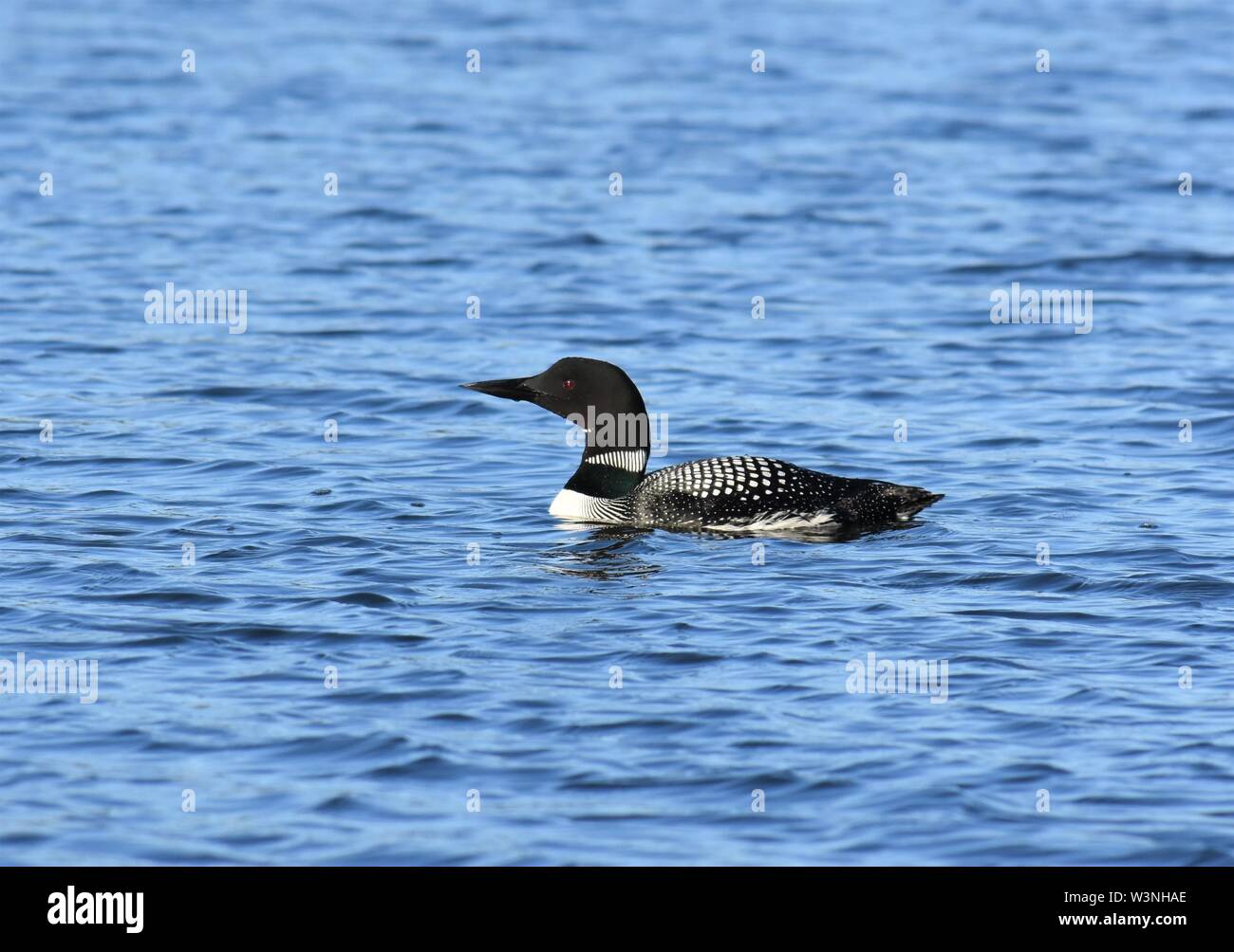 Eine gemeinsame Loon gleitet über das Wasser an einem Frühlingsmorgen. Stockfoto