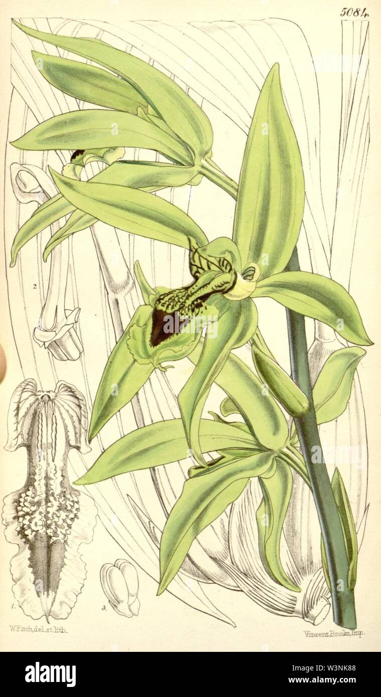 Coelogyne pandurata - Curtis '84 (Ser. 3 Nr. 14) pl. 5124 (1858). Stockfoto