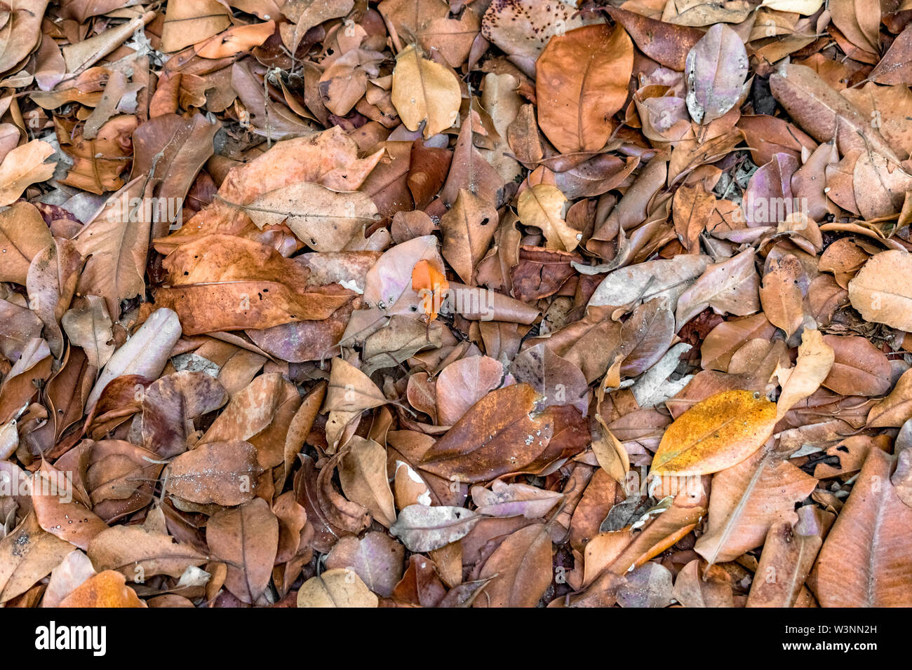 Wallpaper Art Hintergrund Foto von zersetzenden Blätter im Herbst Saison. Die Blätter so aufgetürmt in Haufen sind wie organische Kompost im Garten im Hinterhof. Stockfoto