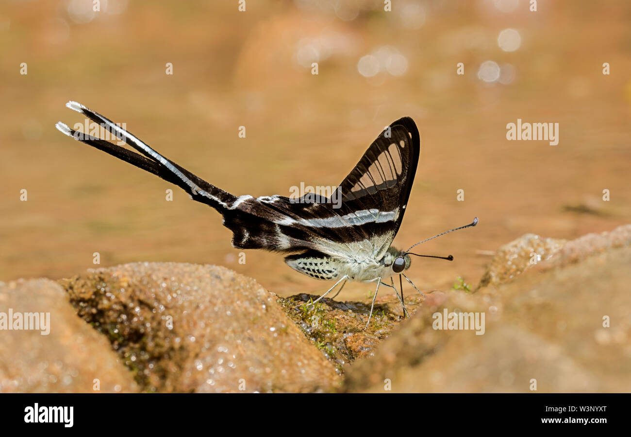 Weiß Dragontail Schmetterling geschlossen Flügel an Garo Hills, Meghalaya, Indien Stockfoto