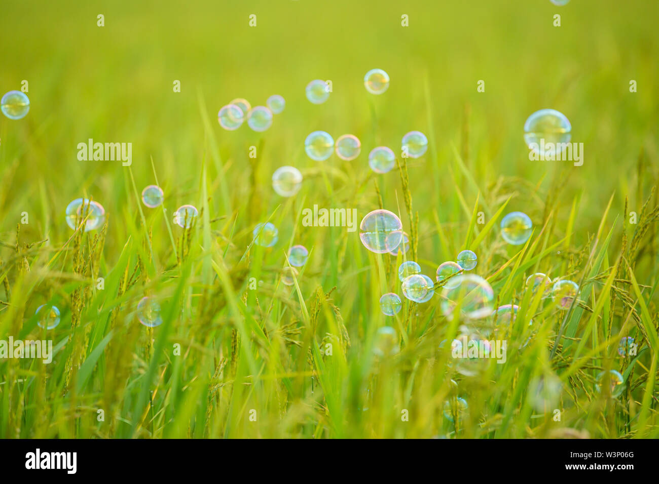 Die rainbow Bubbles auf grünem Hintergrund Stockfoto