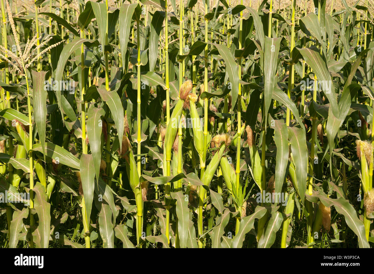 Mais-Feld in der Sommerzeit Stockfoto