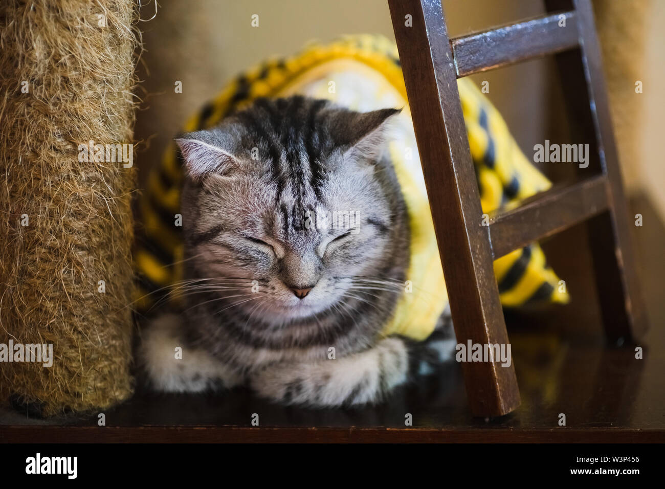 Portrait von graue Katze schlafen. Schlafen im Inland Kätzchen closeup, mit Schwerpunkt in den Vordergrund. Stockfoto