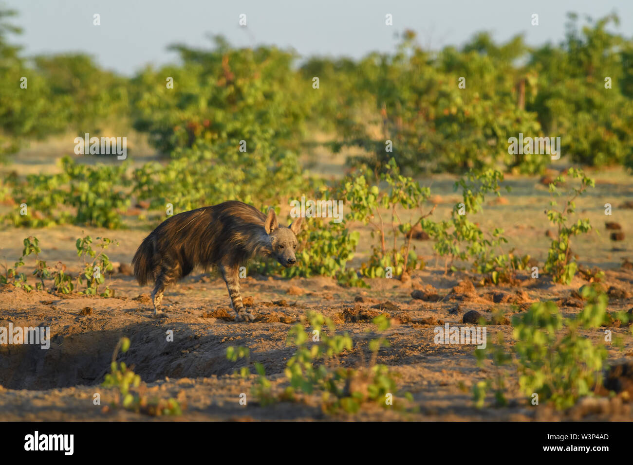 Braune Hyäne - Hyaena brunnea, selten schüchtern Carnivore aus afrikanischen Büsche, Etosha National Park, Namibia. Stockfoto