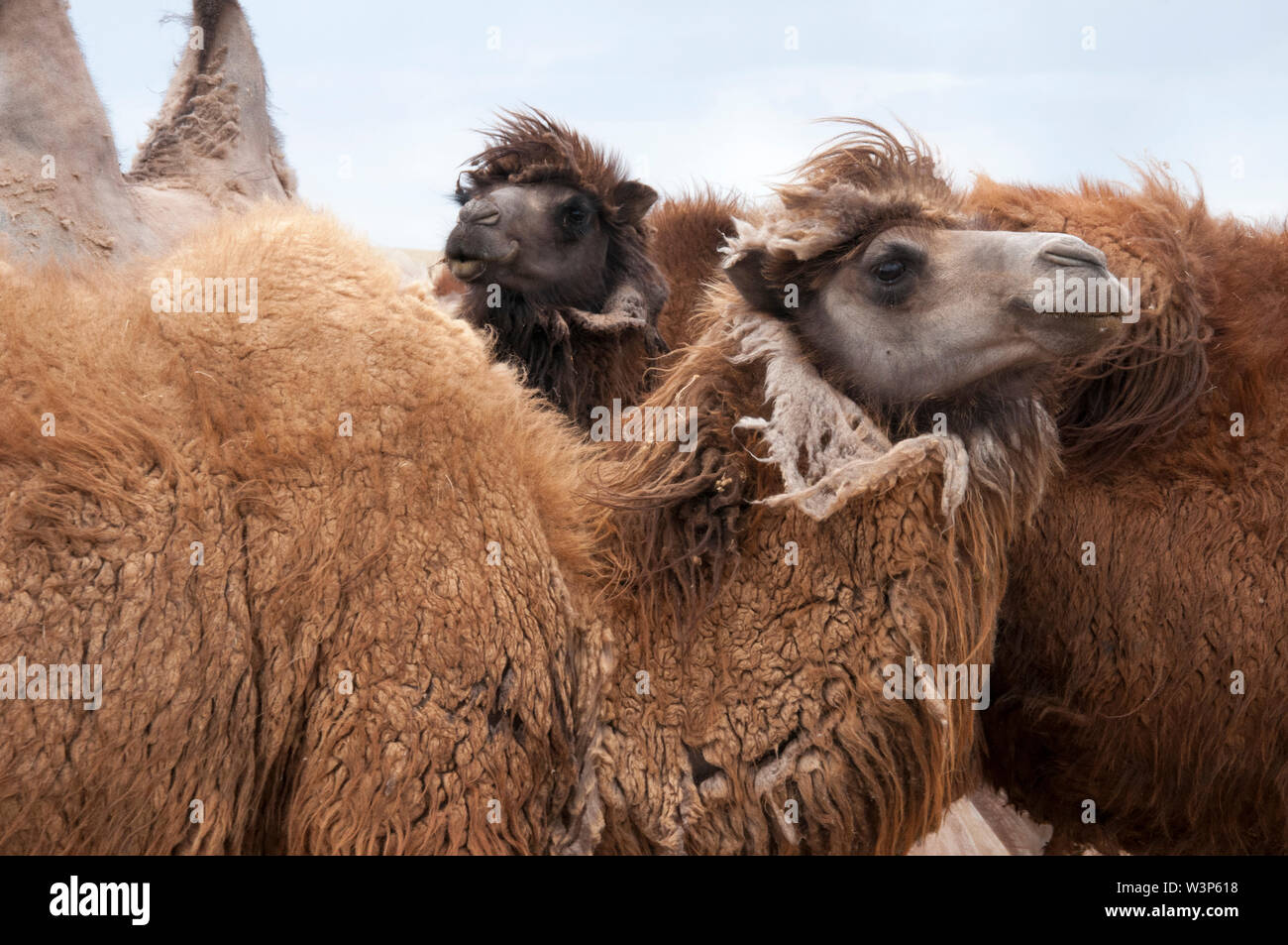 Baktrischen Kamele beschränkt in der zentralen Region corral Gobi, Mongolei Stockfoto