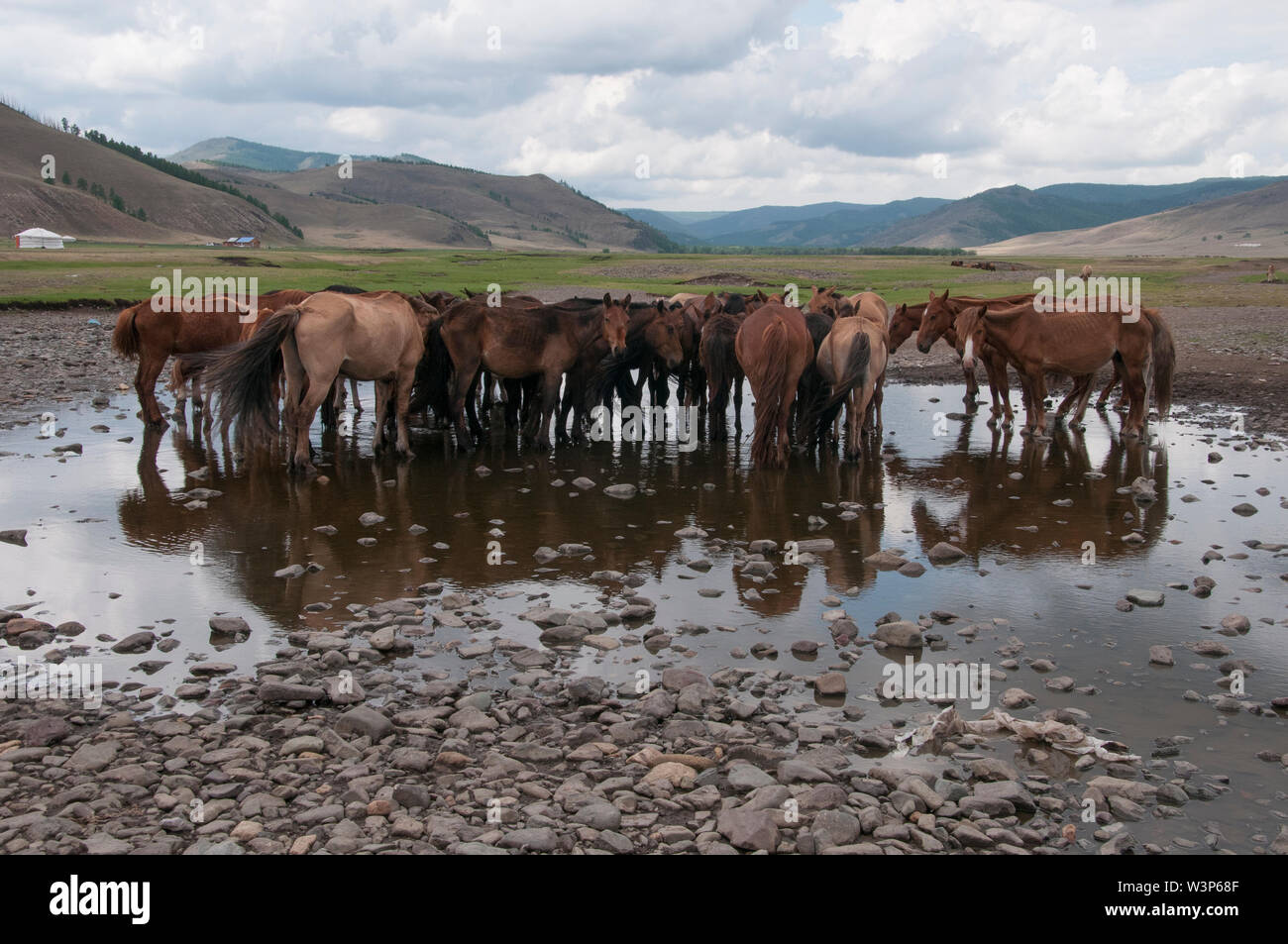 Pferde tränken in das Orkhon Tal, Selenge aimag, Mongolei Stockfoto