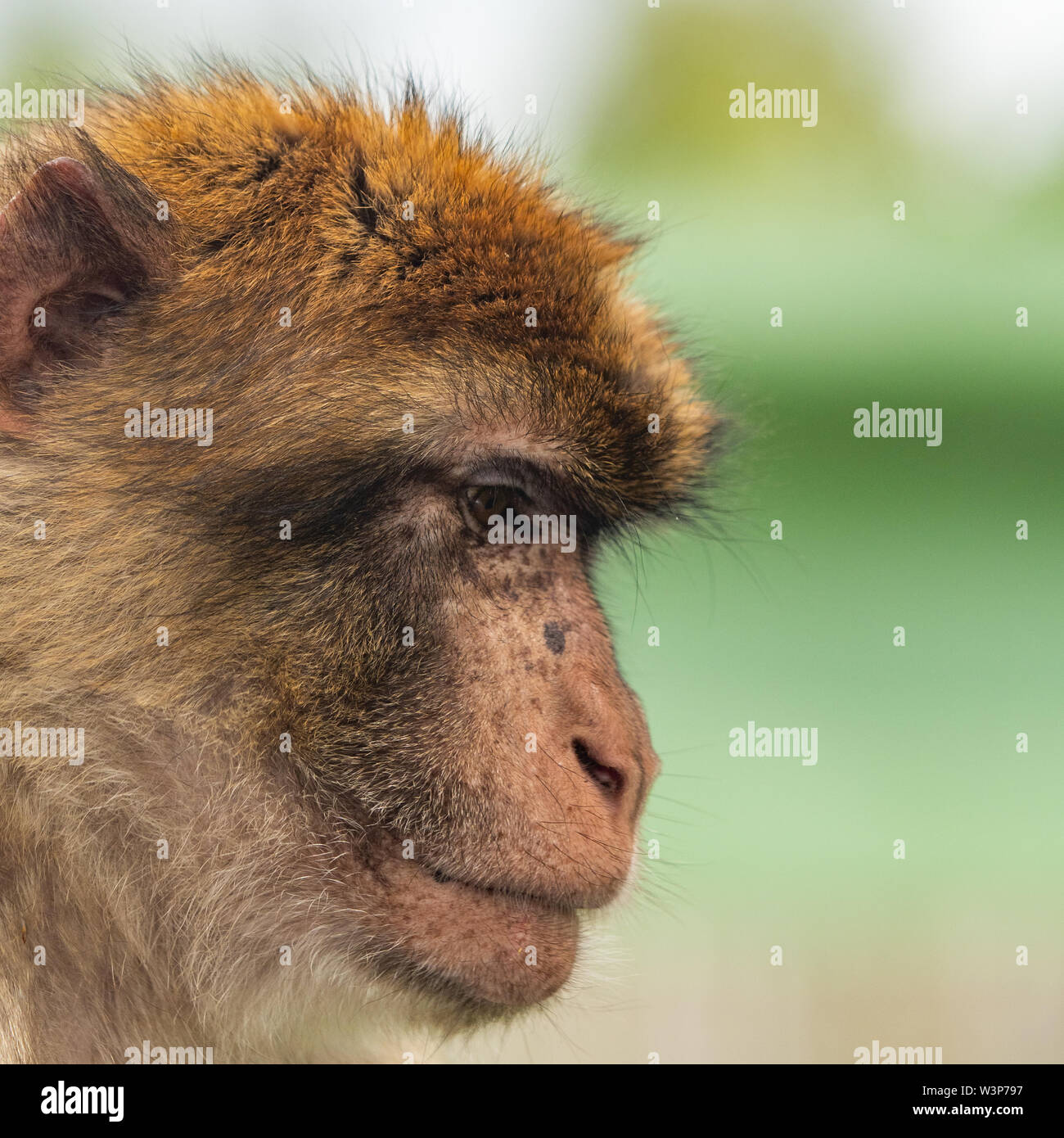 Das Barbary macaque (Macaca sylvanus) ist die einzige macaque Gattungsbezeichnungen außerhalb Asiens und der einzige Primatenarten gefunden nördlich der Sahara in Afri Stockfoto
