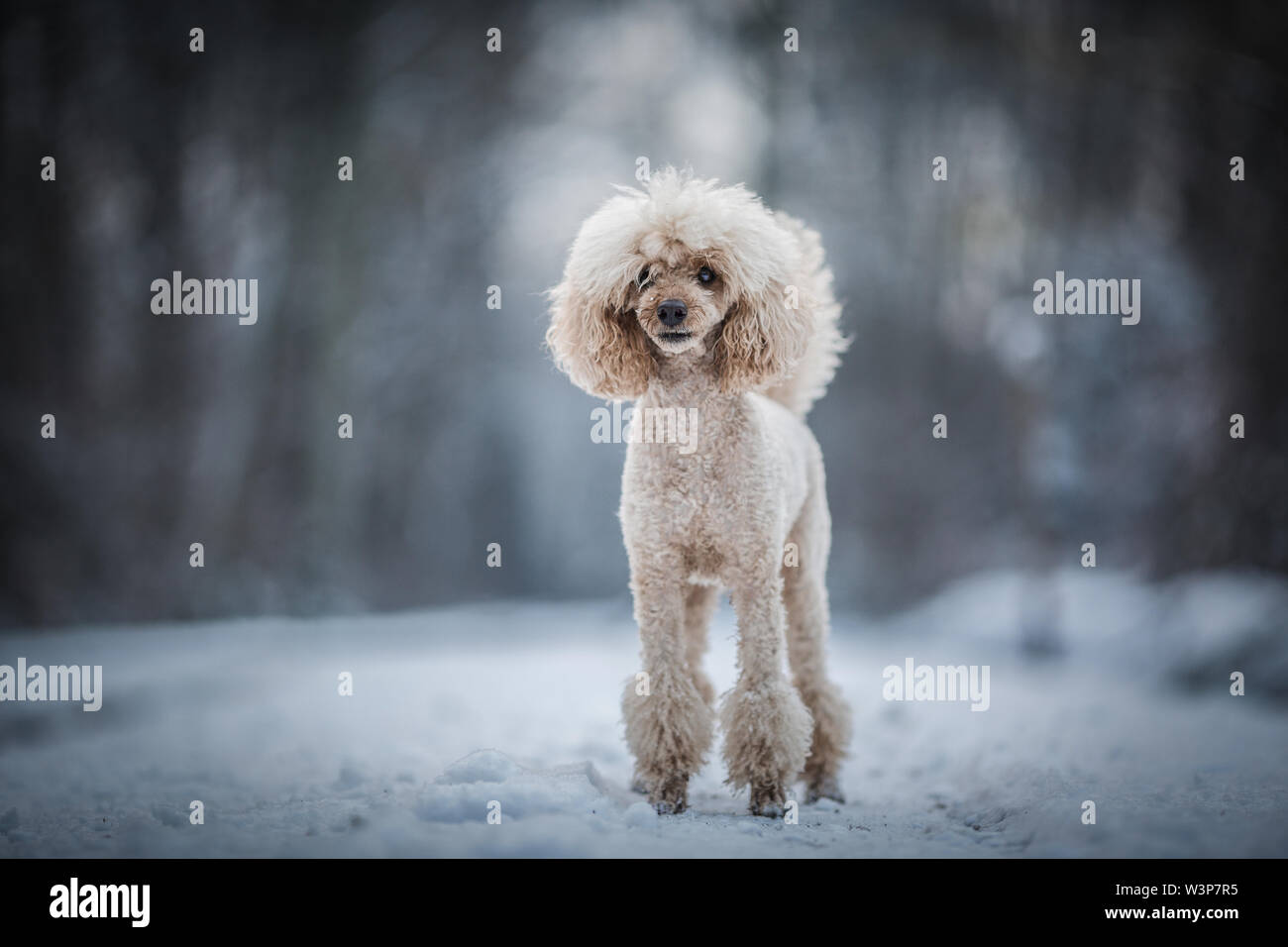 Medium apricot Pudel im Winter Stockfoto