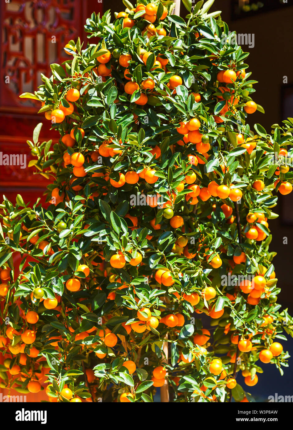 Tangerine Tree Tangerine Tree Or Citrus Tangerina Completely Covered