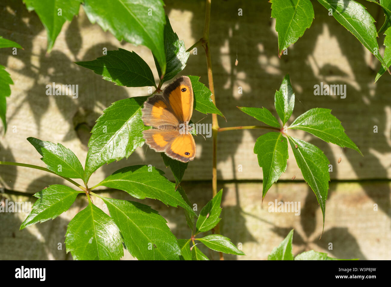 Gatekeeper Schmetterling (pyronia Tithonus) in einem Garten Erwärmung bis in den frühen Morgen Sommer Sonne, Großbritannien Stockfoto