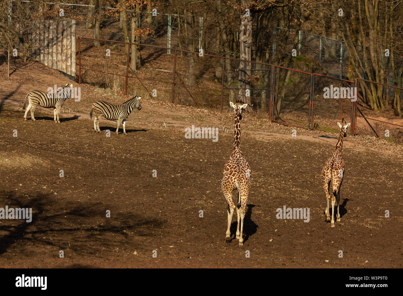 Zwei Giraffen in Brünn ZOO - Detail des Halses und Kopf Stockfoto