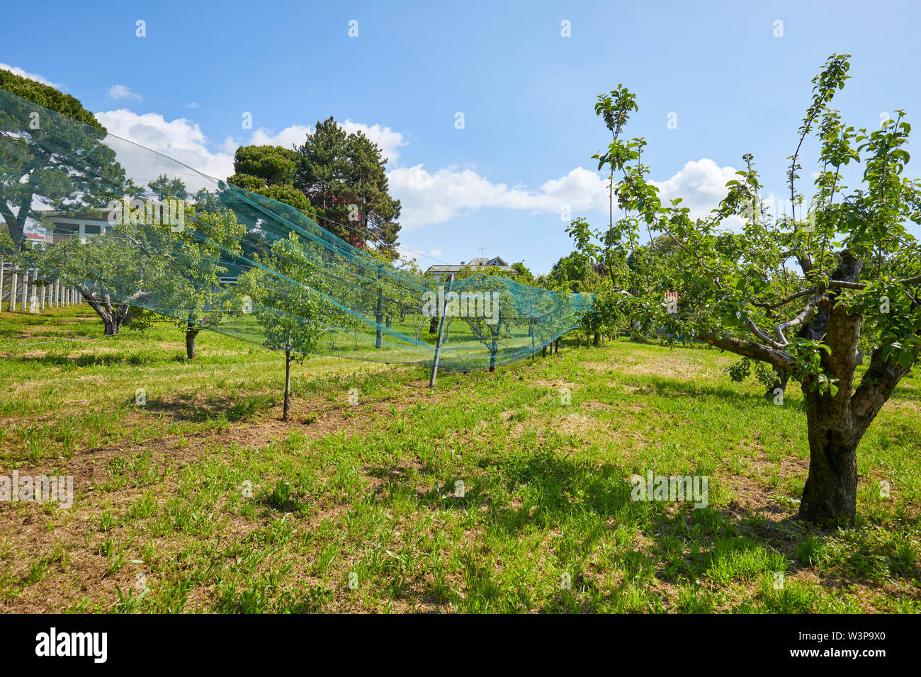 Obstgarten mit Bäumen und grünen Wiese an einem sonnigen Sommertag, Italien Stockfoto