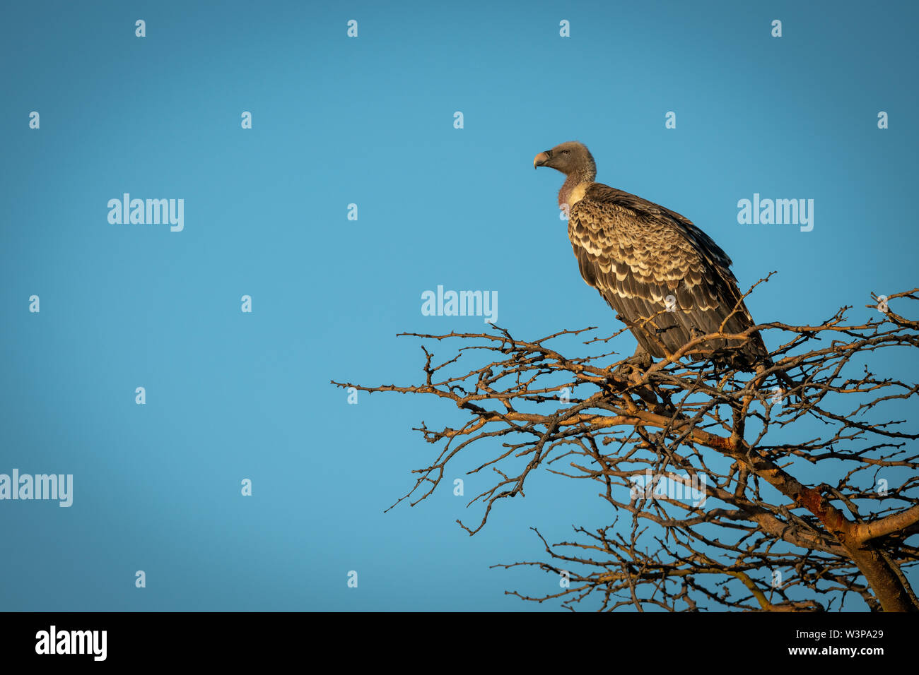 Afrikanische weiß-backed Vulture hocken in goldenem Licht Stockfoto